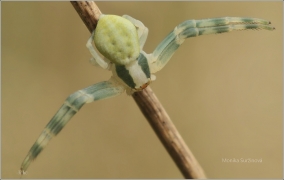 <p>BĚŽNÍK KOPRETINOVÝ (Misumena vatia) ----- /species of crab spider - Veränderliche Krabbenspinne/</p>